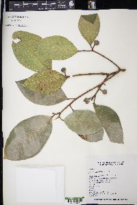 Ficus maxima image