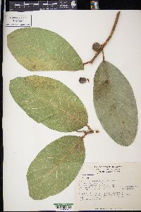 Ficus maxima image