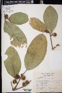 Ficus maxima image