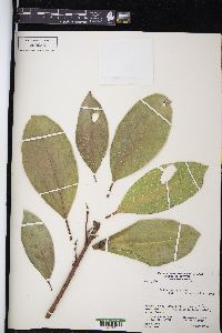 Ficus maxima image