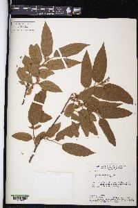 Guazuma ulmifolia image