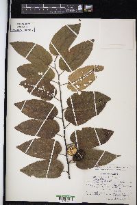 Guazuma ulmifolia image