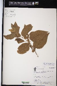 Guazuma ulmifolia image