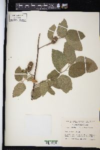 Guazuma ulmifolia image