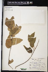 Guazuma ulmifolia image