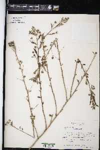 Sida rhombifolia image