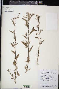 Sida rhombifolia image