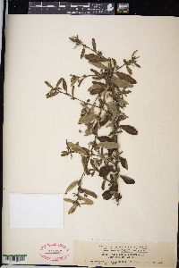 Sida rhombifolia image