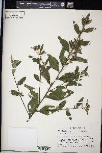 Sida rhombifolia image