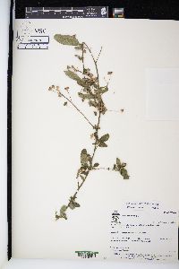 Sida rhombifolia image