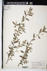 Sida rhombifolia image