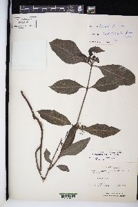 Psychotria tenuifolia image