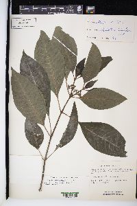 Psychotria tenuifolia image