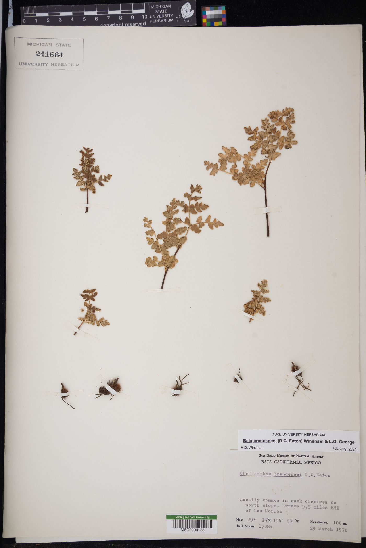 Baja brandegeei image