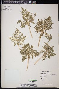 Cheilanthes leucopoda image