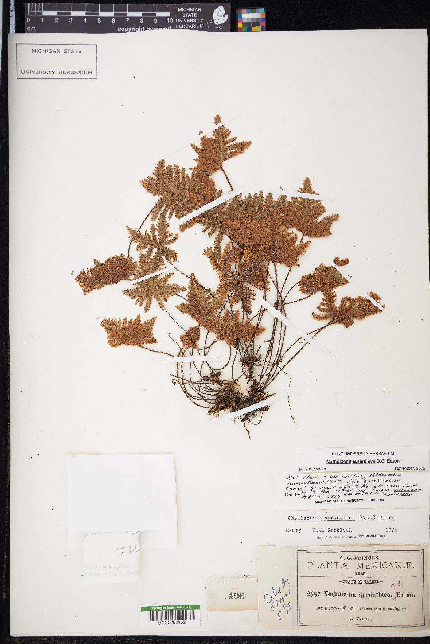 Notholaena aurantiaca image