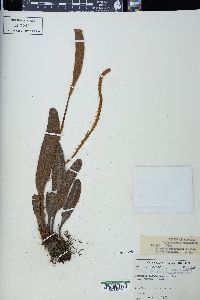 Elaphoglossum engelii image