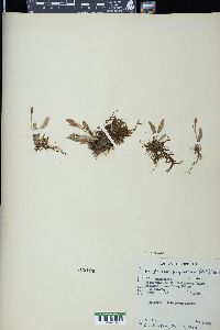 Elaphoglossum pygmaeum image