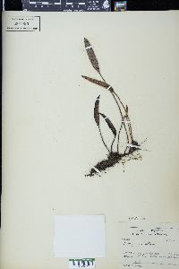 Elaphoglossum mathewsii image