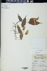 Campyloneurum repens image