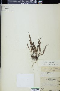 Elaphoglossum tenuiculum image