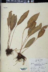 Elaphoglossum maxonii image