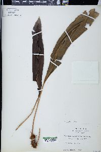 Elaphoglossum latifolium image