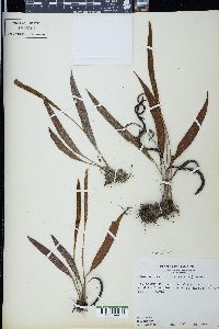 Elaphoglossum tectum image