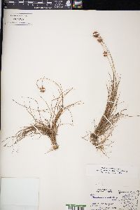 Rhynchospora barbata image