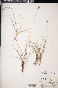 Rhynchospora barbata image