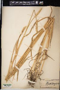 Triticum aestivum image