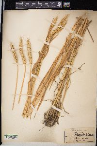 Triticum aestivum image