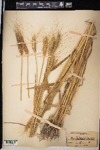 Triticum aestivum image