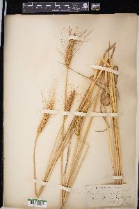 Triticum aestivum image