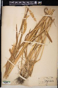 Triticum aestivum image