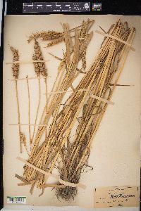 Triticum aestivum image