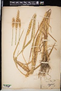 Triticum aestivum image