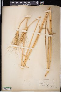 Triticum aestivum image