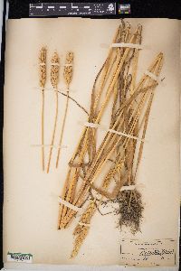 Triticum aestivum image