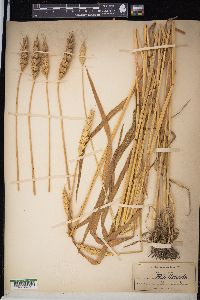 Triticum aestivum image