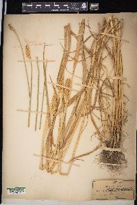 Triticum aestivum image