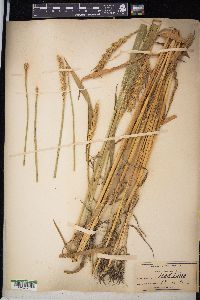 Triticum aestivum image