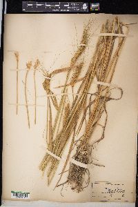 Triticum aestivum image