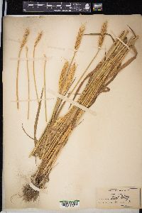 Triticum aestivum image