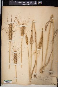 Triticum aestivum image