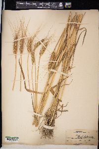 Triticum aestivum image