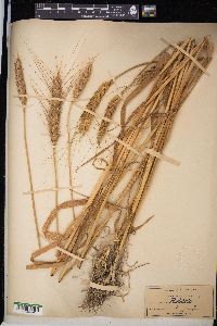 Triticum aestivum image