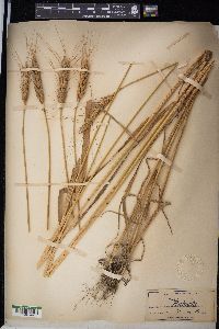 Triticum aestivum image