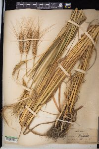 Triticum aestivum image