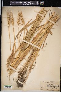 Triticum aestivum image